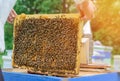 The beekeeper looks at the bee family. Frame with working bees and larvae of bees.