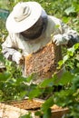 The beekeeper looks at the beehive. Honey collection and bee control.