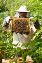 The beekeeper looks at the beehive. Honey collection and bee control. Royalty Free Stock Photo