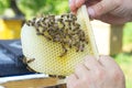 A beekeeper looks at a nesting frame made of a nucleus - a special hive.