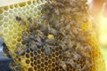 A beekeeper looks at a nesting frame made of a nucleus - a special hive.