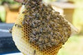 A beekeeper looks at a nesting frame made of a nucleus - a special hive.