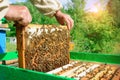 The beekeeper looks over the honeycomb with the bee larvae. Apiculture. Apiary Royalty Free Stock Photo