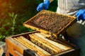 The beekeeper looks over the honeycomb with the bee larvae. Apiculture. Apiary Royalty Free Stock Photo