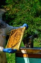 The beekeeper looks over the honeycomb with the bee larvae. Apiculture. Apiary