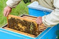 The beekeeper looks over the honeycomb with a bee larvae. Hive. Royalty Free Stock Photo