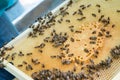 beekeeper looks for selected breeder queen on combframe with sealed brood. water-carrying bee on wooden frame. green honey and Royalty Free Stock Photo