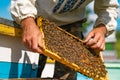 Beekeeper man in Ukrainian shirt looks over the honeycomb with bees barehanded. Apiculture. Apiary concept