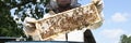 Beekeeper in mask and protective suit holds honeycomb with bees closeup