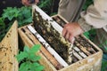 Beekeeper Royalty Free Stock Photo