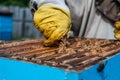 Beekeeper opens the beehouse`s cover to take honey out of it Royalty Free Stock Photo