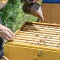 The beekeeper performs work in the apiary. Beekeeping concept. The beekeeper works as a smoker. Royalty Free Stock Photo
