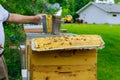 Beekeeper prepares the hive to review the life of the bee family