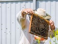 A beekeeper in protective clothing holds a frame with honeycombs. Royalty Free Stock Photo