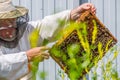 A beekeeper in protective clothing holds a frame with honeycombs Royalty Free Stock Photo
