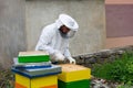 Beekeeping Bliss: A Beekeeper Tending to his Apiary