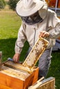 Beekeeper in protective workwear working collect honey