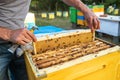 beekeeper pulls out a frame with honey from the beehive. Beekeeper inspecting honeycomb frame at apiary. Beekeeping Royalty Free Stock Photo