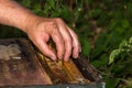 Beekeeper put the queen cell into hive between frames