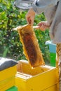 beekeeper puts frame in hive. Work on apiary in summer. Beekeeping. Caring for bees. profitable hobby.