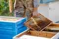 beekeeper puts frame in hive. Work on apiary in summer. Beekeeping. Caring for bees. profitable hobby.