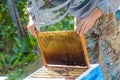 beekeeper puts frame in hive. Work on apiary in summer. Beekeeping. Caring for bees. profitable hobby Royalty Free Stock Photo