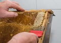 Beekeeper with honeycomb - closeup