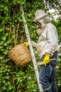 Beekeeper removing a bee colony from a tree