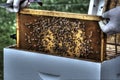 Beekeeper removing comb for inspection.