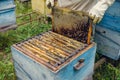 Beekeeper removing a frame of honeycomb