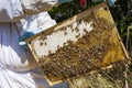 Beekeeper removing honeycomb from beehive banner. Person wearing bee suit working with honeycomb in apiary.