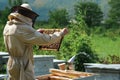 Beekeeper removing honeycomb from beehive. Person in beekeeper suit taking honey from hive. Farmer wearing bee suit