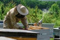 Beekeeper removing honeycomb from beehive. Person in beekeeper suit taking honey from hive. Farmer wearing bee suit