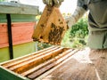 Beekeeper removing honeycomb from beehive. Person in beekeeper suit taking honey from hive. Farmer wearing bee suit