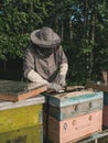 Beekeeper removing honeycomb from beehive. Person in beekeeper suit taking honey from hive. Farmer wearing bee suit