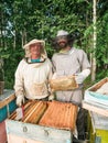 Beekeeper removing honeycomb from beehive. Person in beekeeper suit taking honey from hive. Farmer wearing bee suit