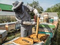 Beekeeper removing honeycomb from beehive. Person in beekeeper suit taking honey from hive. Farmer wearing bee suit