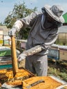 Beekeeper removing honeycomb from beehive. Person in beekeeper suit taking honey from hive. Farmer wearing bee suit