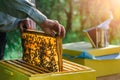 Beekeeper removing honeycomb from beehive. A beekeeper works in an apiary. Apiary as a hobby. Organic farming. Copy