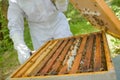 Beekeeper removing lid from hive