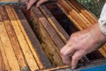 The beekeeper`s frames and beekeeper`s hands. Beehives, bees and honey production