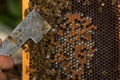 Beekeeper shows labeled bee queen with hive tool Royalty Free Stock Photo