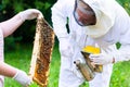 Beekeeper with smoker controlling beeyard and bees Royalty Free Stock Photo