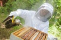 Beekeeper smoking hive