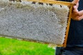 Beekeeper stands near the hives holding honeycomb in close up