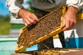 a beekeeper straightens the honeycomb in the frame with the bees above the hive. Close-up Royalty Free Stock Photo