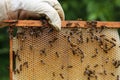 Beekeeper takes care of the hive, bees. Hand holding the honeycomb