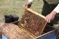 The beekeeper takes the honeycomb from the hive. Honeycombs with fresh honey in the apiary. Frame with honey closeup. Harvesting