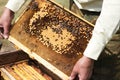 The beekeeper takes the honeycomb from the hive. Honeycombs with fresh yellow honey in the apiary. Frame with natural honey