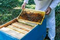A beekeeper takes out a frame with bees from a hive on a sunny summer day Royalty Free Stock Photo